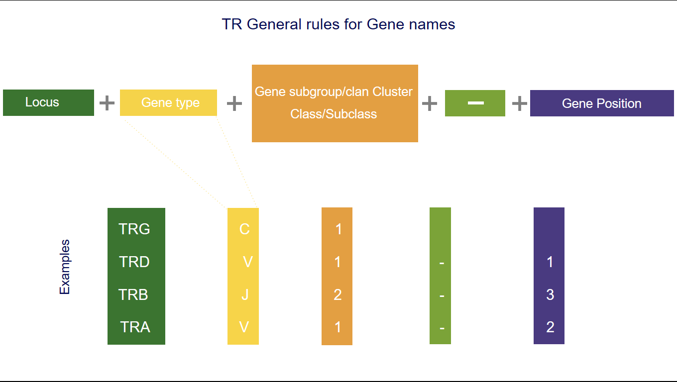 General rules for Gene names