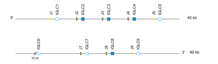 IGL-bovine-DJCcluster