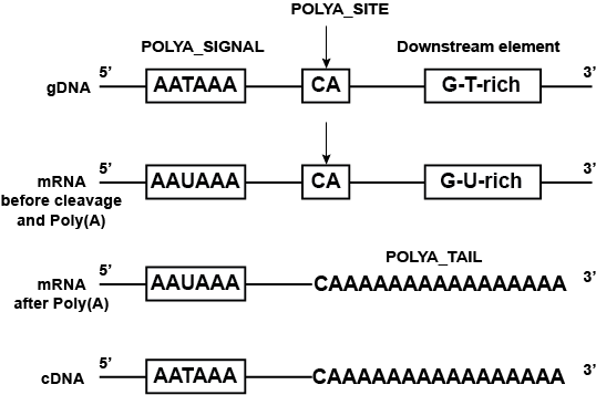 Polyadenylation site