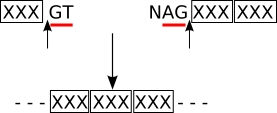 Splicing for M exons