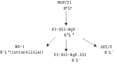 MPOC21