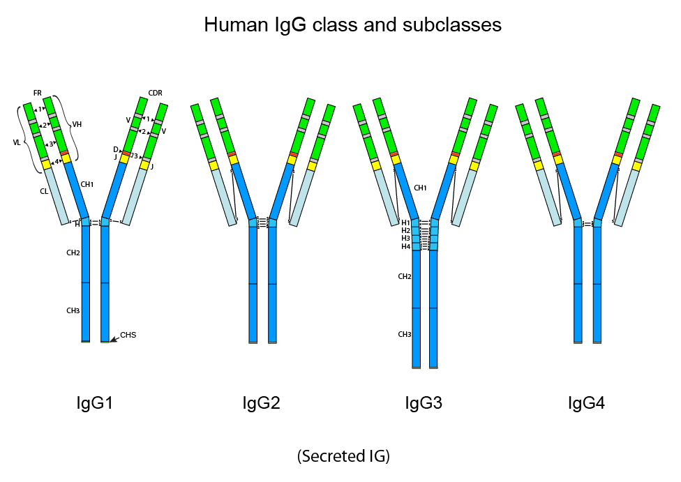 Иммуноглобулин g о чем говорит. Иммуноглобулин g1 строение. Иммуноглобулин g4 (igg4). Подклассы иммуноглобулина g: igg1, igg2, igg3, igg4. Подклассы иммуноглобулина g функции.