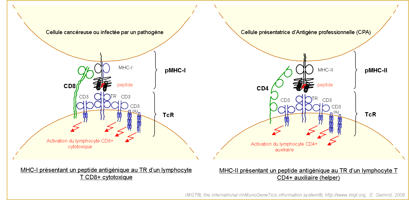 Complexe trimoléculaire TR/peptide/MHC