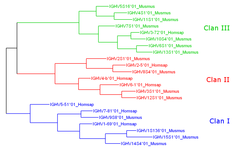 IGHV clans