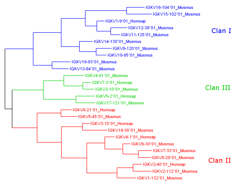 IGKV clans