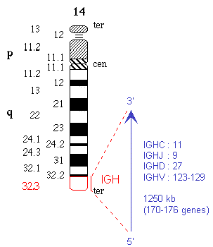 Chromosomal localization human (<em>Homo sapiens</em>) IGH locus