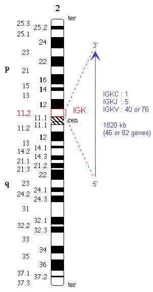 Chromosomal localization human IGK