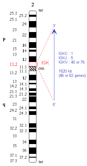 Chromosomal localization human (<em>Homo sapiens</em>) IGK locus