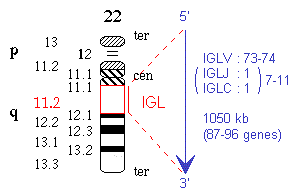 Chromosomal localization human IGL