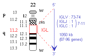 Chromosomal localization human (<em>Homo sapiens</em>) IGL locus