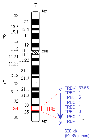 Chromosomal localization human TRB