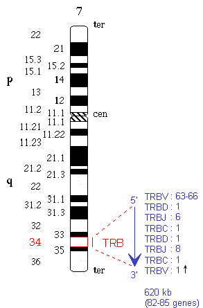 Chromosomal localization human (<em>Homo sapiens</em>) TRB locus