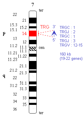 Chromosomal localization human (<em>Homo sapiens</em>) TRG locus