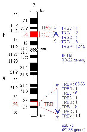 Chromosomal localization human TRB and TRG