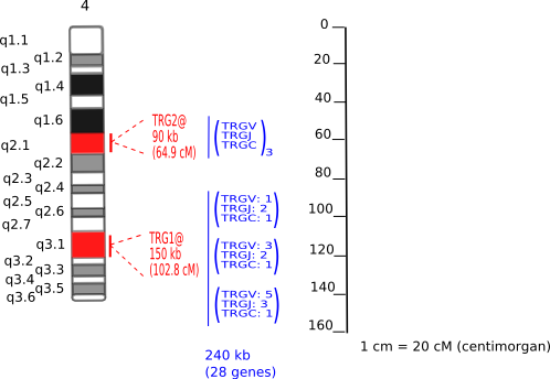 Chromosomal localization sheep TRG