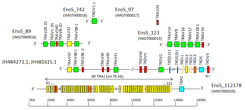 Locus representation bottlenose dolphin (<em>Tursiops truncatus</em>) TRA/TRD locus