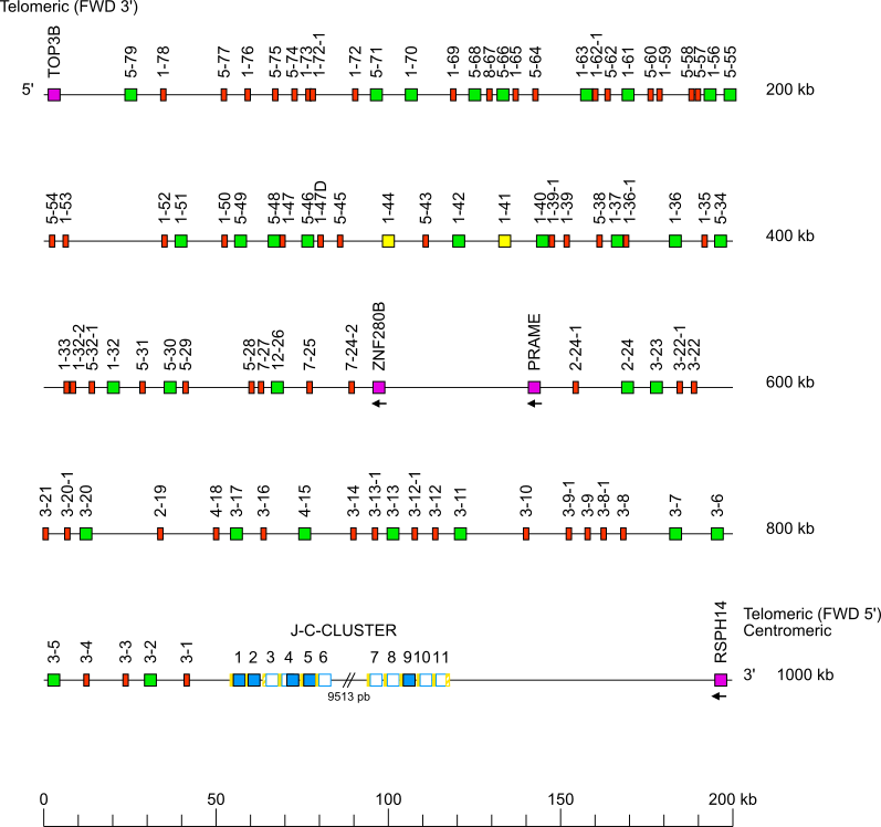 Locus representation domestic cat (<em>Felis catus</em>) IGL locus on chromosome D3