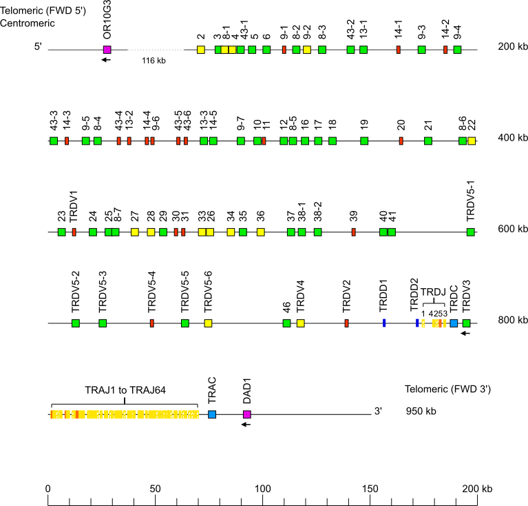 Locus representation domestic cat (<em>Felis catus</em>) TRA/TRD locus on chromosome B3