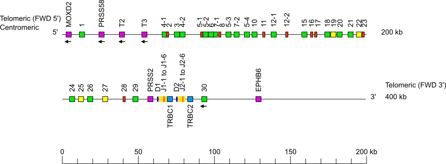 Locus representation domestic cat (<em>Felis catus</em>) TRB locus on chromosome A2
