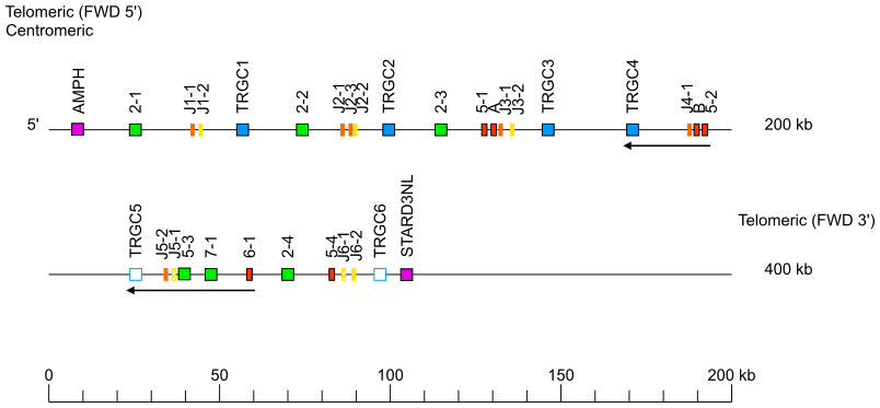 Locus representation domestic cat (<em>Felis catus</em>) TRG locus on chromosome A2