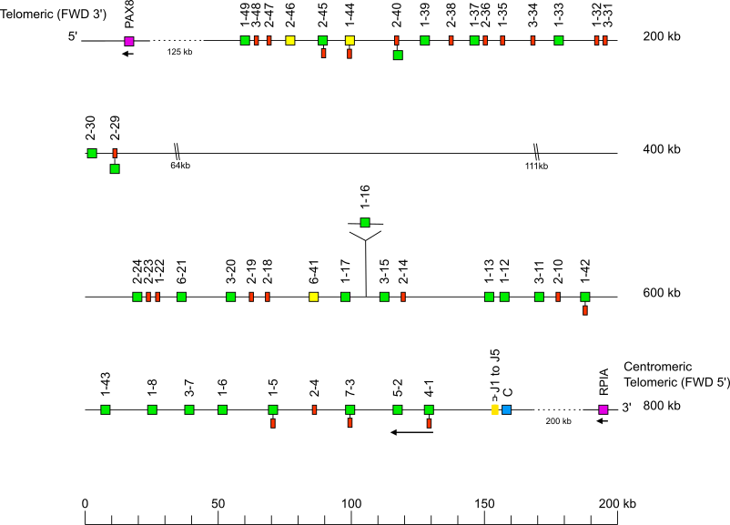 Locus representation western lowland gorilla (<em>Gorilla gorilla gorilla</em>) IGK locus on chromosome 2A Holistic IMGT reference IGK Holistic IMGT reference map