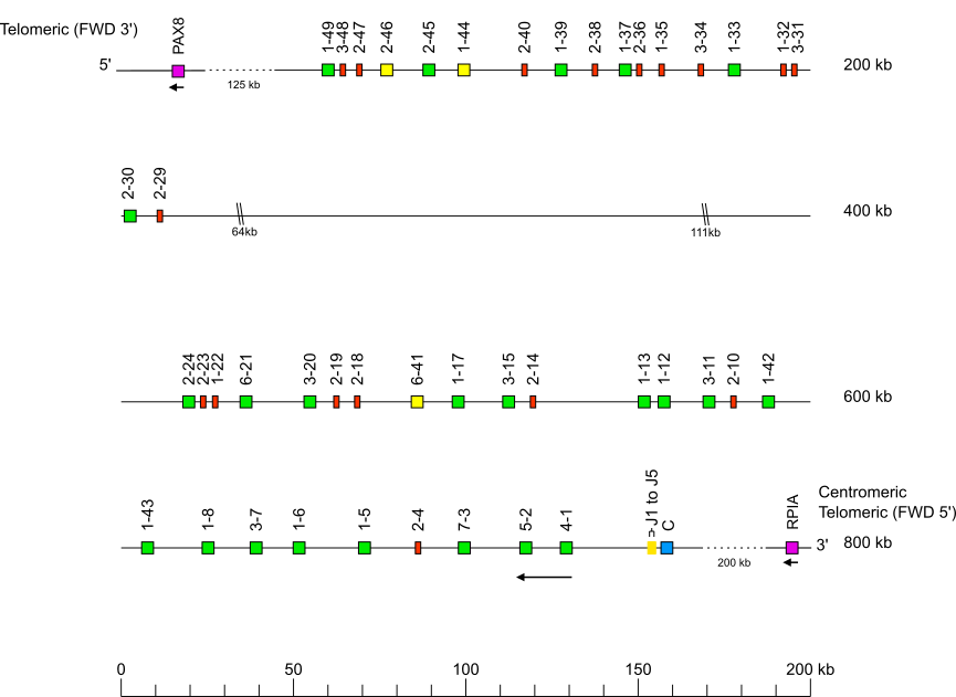 Locus representation western lowland gorilla (<em>Gorilla gorilla gorilla</em>) IGK locus on chromosome 2A  assembly Kamilah_GGO_v0