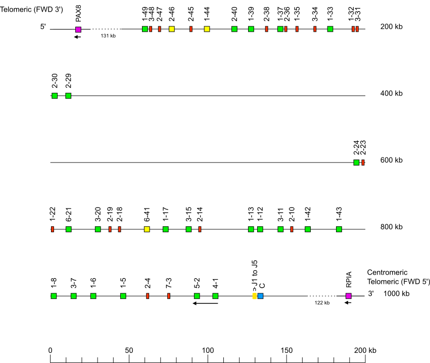 Locus representation western lowland gorilla (<em>Gorilla gorilla gorilla</em>) IGK locus on chromosome 2A  assembly NHGRI_mGorGor1-v1.1-0.2.freeze_pat