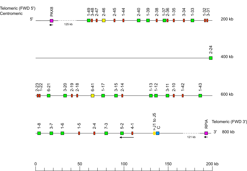 Locus representation western lowland gorilla (<em>Gorilla gorilla gorilla</em>) IGK locus on chromosome 2A  assembly Susie3