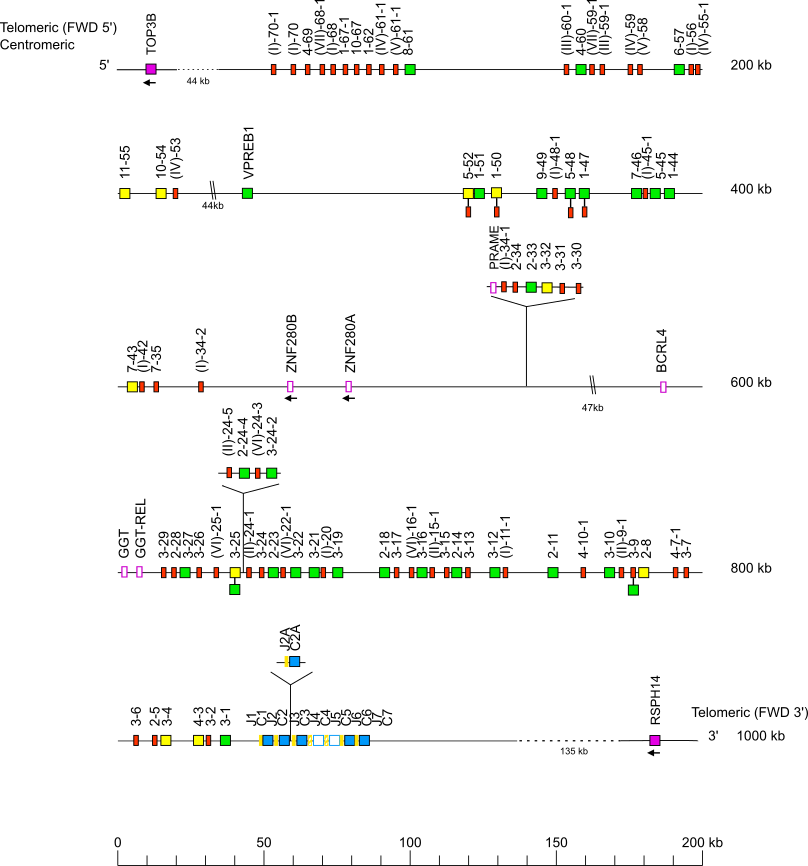 Locus representation western lowland gorilla (<em>Gorilla gorilla gorilla</em>) IGL locus on chromosome 22 Holistic IMGT reference