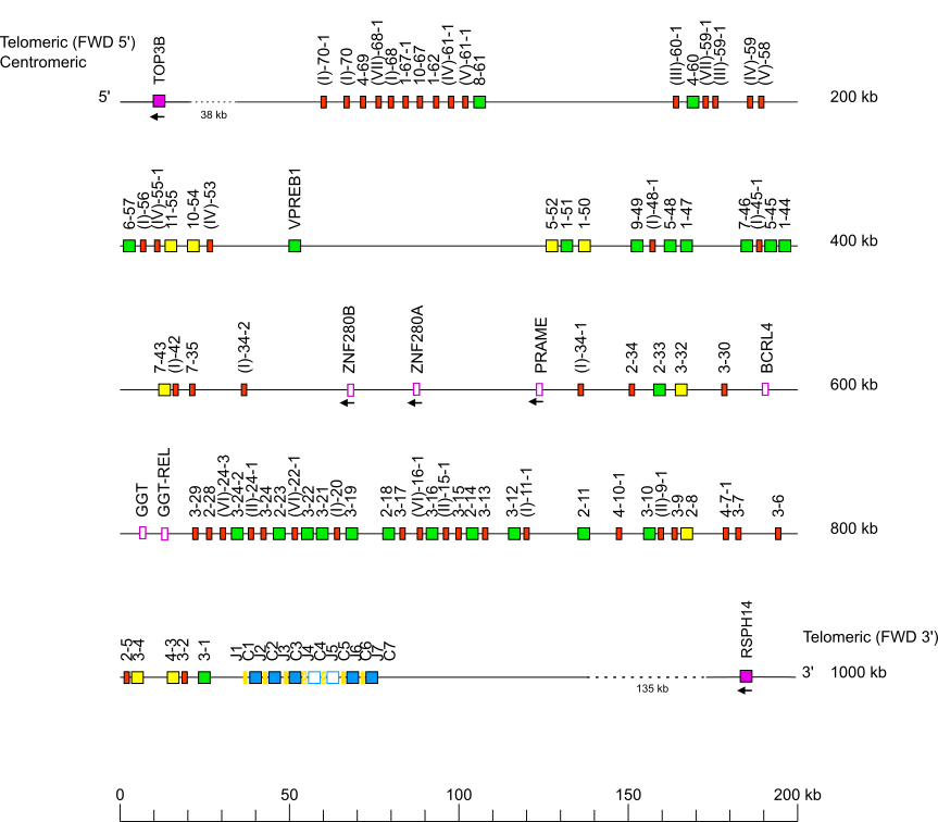 Locus representation western lowland gorilla (<em>Gorilla gorilla gorilla</em>) IGL locus on chromosome 22  assembly NHGRI_mGorGor1-v1.1-0.2.freeze_mat