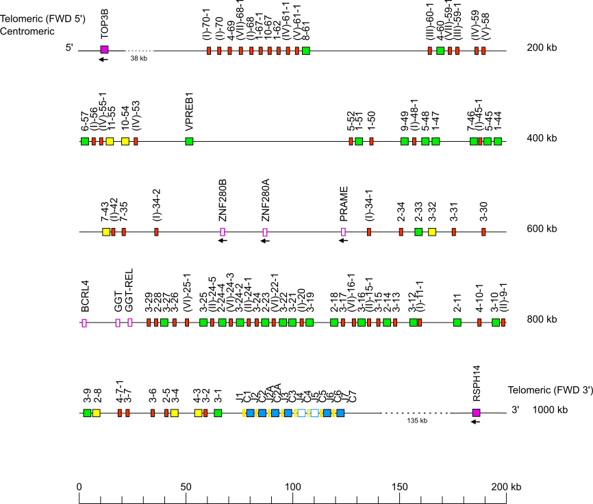 Locus representation western lowland gorilla (<em>Gorilla gorilla gorilla</em>) IGL locus on chromosome 22  assembly NHGRI_mGorGor1-v1.1-0.2.freeze_pat