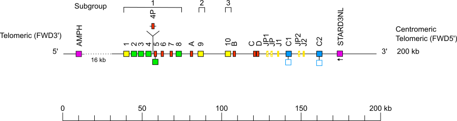 Locus representation western lowland gorilla (<em>Gorilla gorilla gorilla</em>) TRG locus on chromosome 7 Holistic IMGT reference