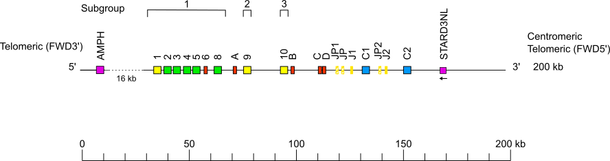 Locus representation western lowland gorilla (<em>Gorilla gorilla gorilla</em>) TRG locus on chromosome 7  assembly NHGRI_mGorGor1-v1.1-0.2.freeze_pat