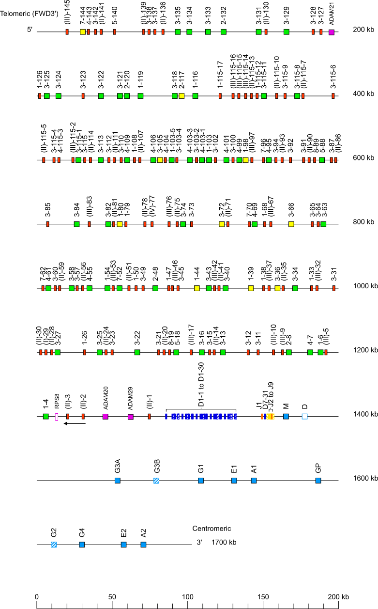 Locus representation Bornean orangutan (<em>Pongo pygmaeus</em>) IGH locus on chromosome 14  assembly NHGRI_mPonPyg2-v1.1-hic.freeze_alt