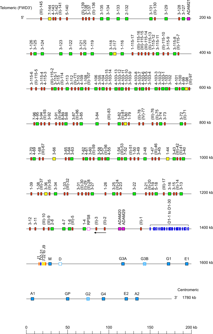 Locus representation Bornean orangutan (<em>Pongo pygmaeus</em>) IGH locus on chromosome 14  assembly NHGRI_mPonPyg2-v1.1-hic.freeze_pri