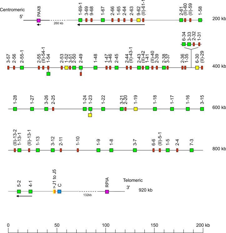 Locus representation Bornean orangutan (<em>Pongo pygmaeus</em>) IGK locus on chromosome 12 Holistic IMGT reference
