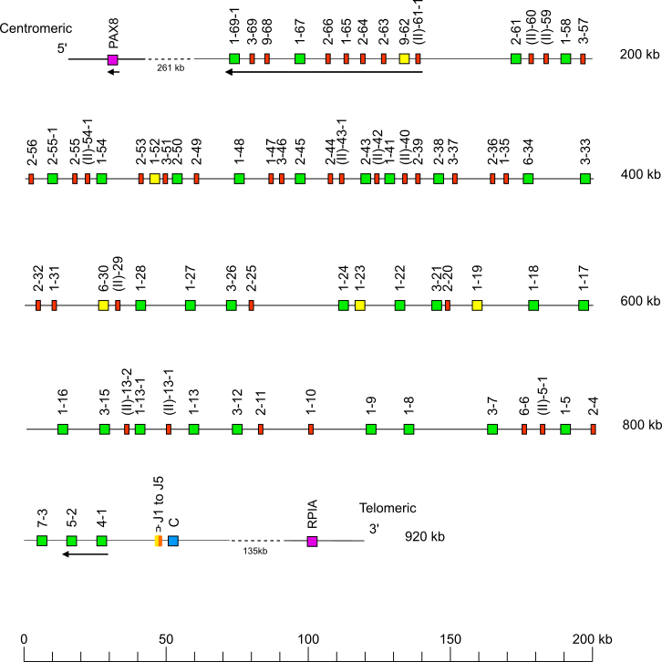 Locus representation Bornean orangutan (<em>Pongo pygmaeus</em>) IGK locus on chromosome 12  assembly NHGRI_mPonPyg2-v2.0_alt