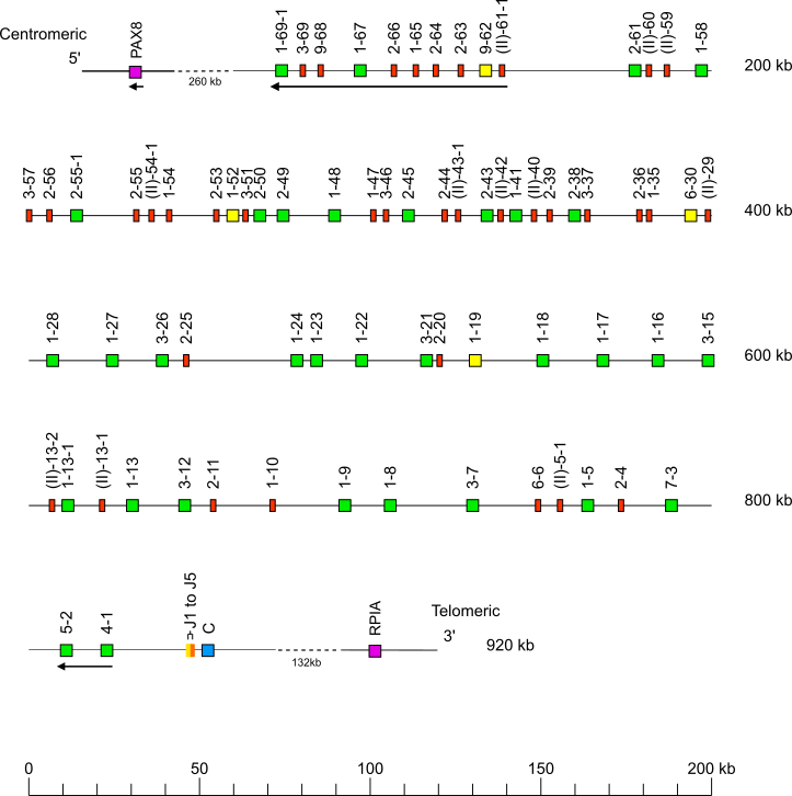 Locus representation Bornean orangutan (<em>Pongo pygmaeus</em>) IGK locus on chromosome 12  assembly NHGRI_mPonPyg2-v2.1_pri
