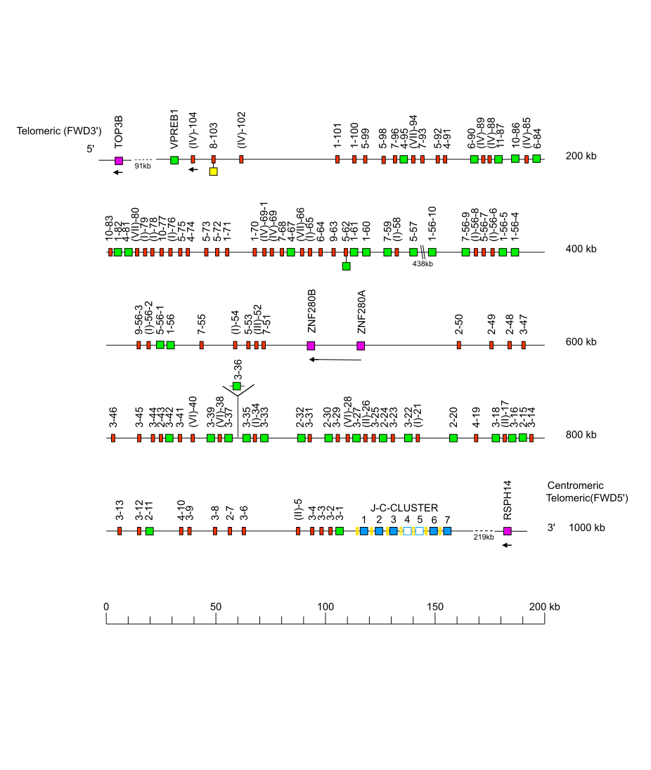Locus representation Bornean orangutan (<em>Pongo pygmaeus</em>) IGL locus on chromosome 23 Holistic IMGT reference