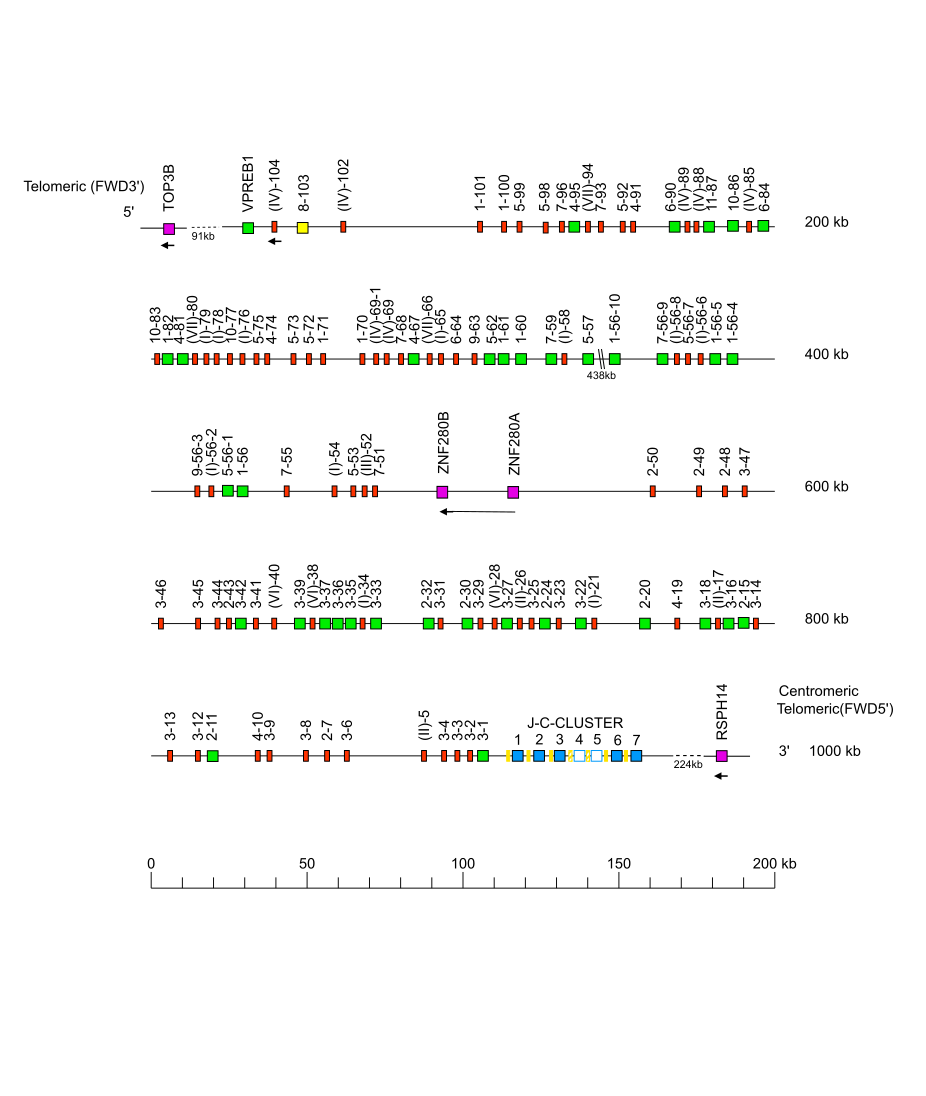 Locus representation Bornean orangutan (<em>Pongo pygmaeus</em>) IGL locus on chromosome 23  assembly NHGRI_mPonPyg2-v2.0_pri