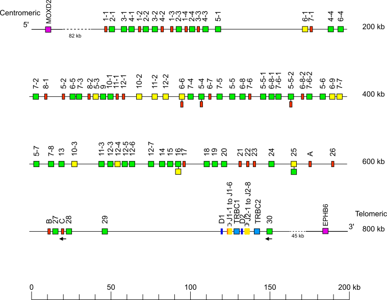 Locus representation Bornean orangutan (<em>Pongo pygmaeus</em>) TRB locus Holistic IMGT reference