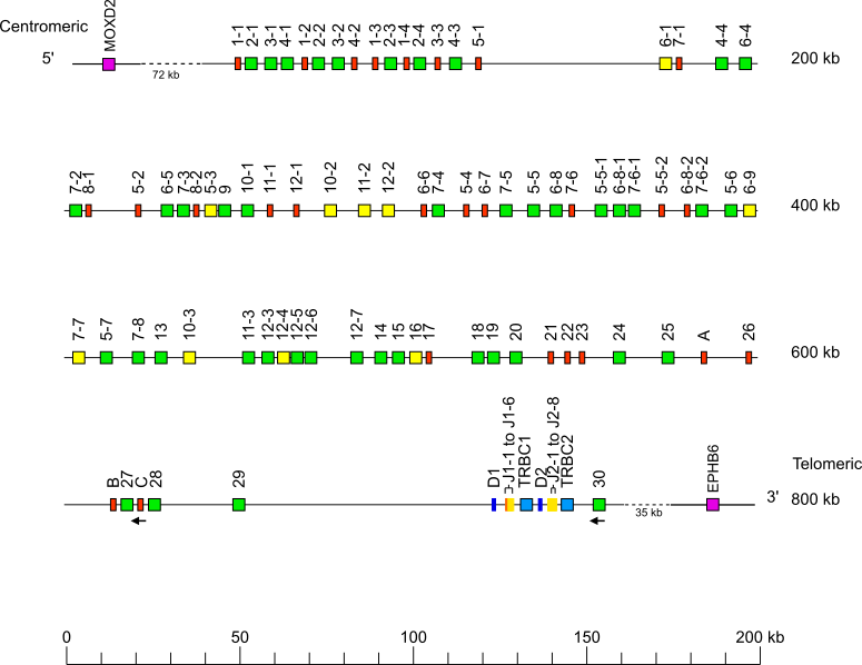 Locus representation Bornean orangutan (<em>Pongo pygmaeus</em>) TRB locus on chromosome 6  assembly NHGRI_mPonPyg2-v2.0_alt