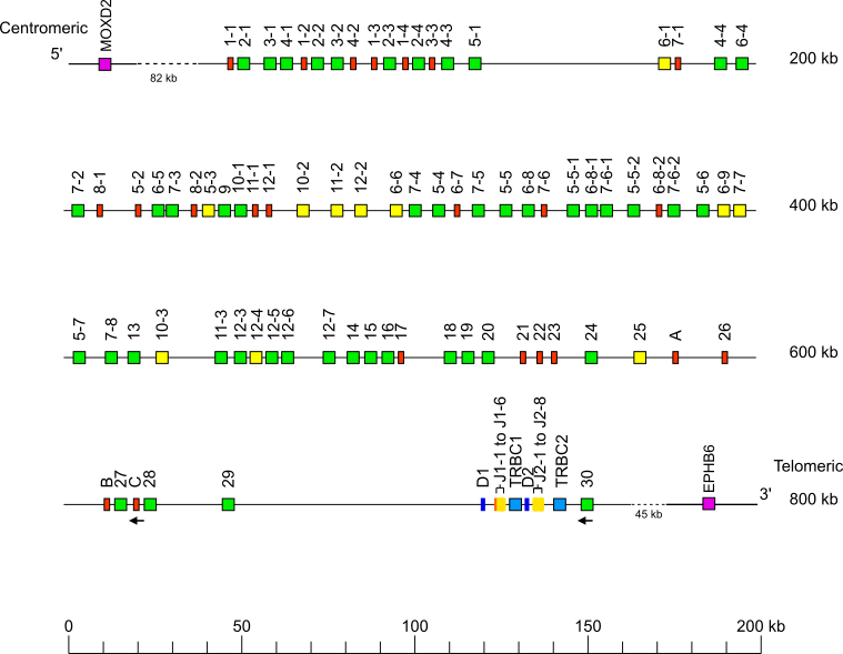 Locus representation Bornean orangutan (<em>Pongo pygmaeus</em>) TRB locus on chromosome 6  assembly NHGRI_mPonPyg2-v2.1_pri