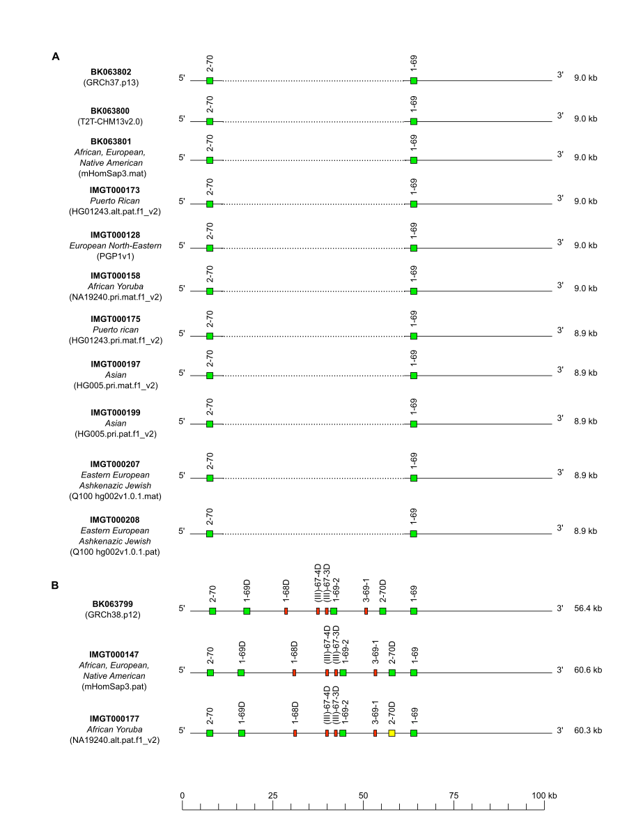 Human IGH CNV1