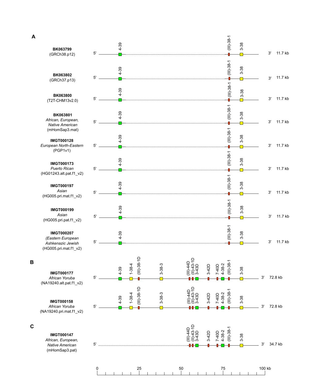 Human IGH CNV2