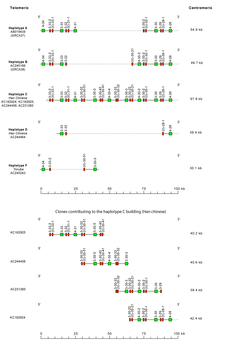 Locus representation human Polymorphism by insertion/deletion between IGHV4-34 and IGHV4-28 (haplotypes A to F)
