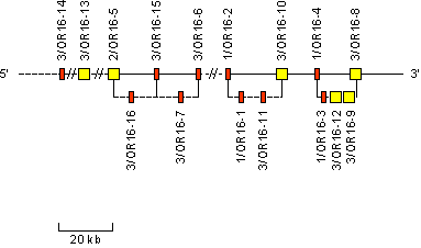 Human IGH orphons on chromosome 16 (16p11.2)