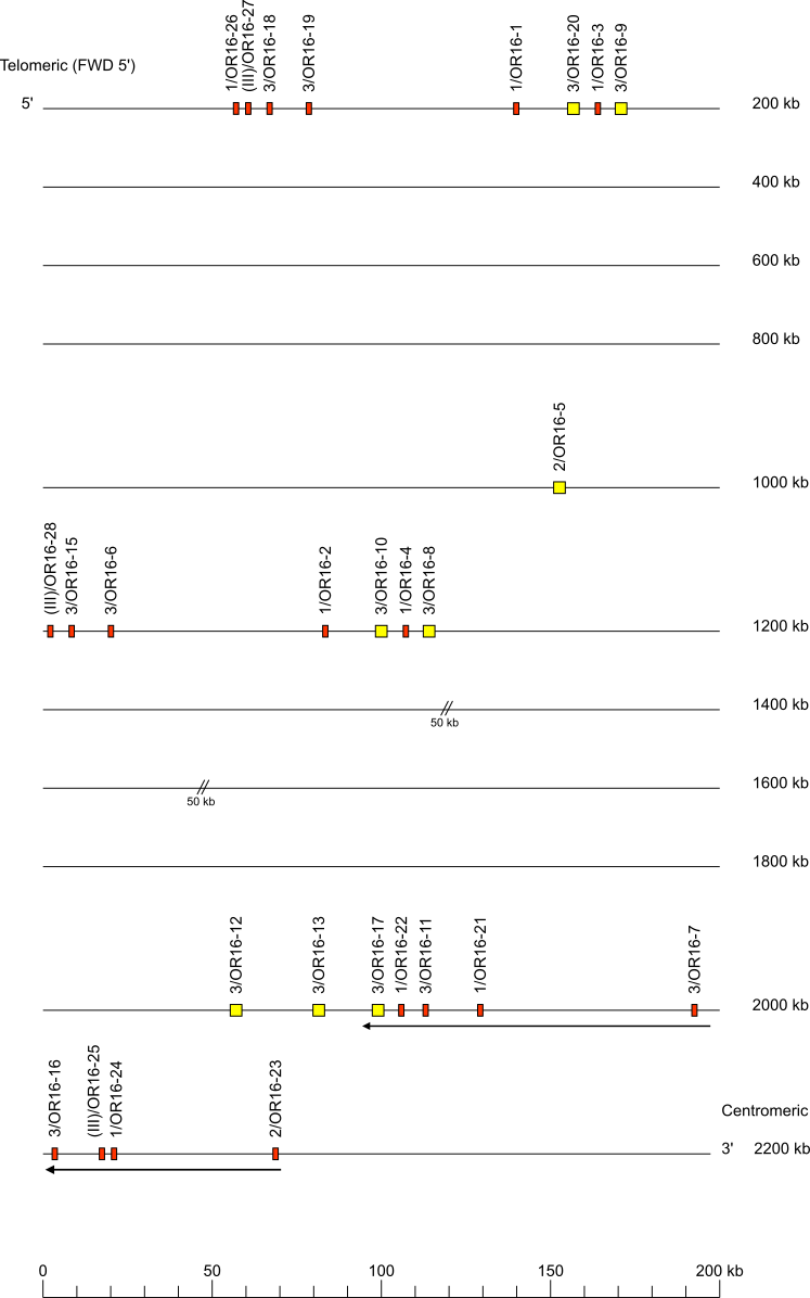 Human IGH orphons on chromosome 16 (16p11.2)