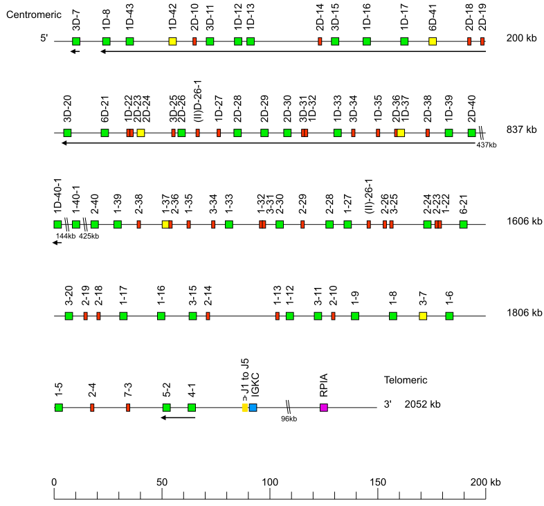 Locus representation human (<em>Homo sapiens</em>) IGK locus on chromosome 2  assembly H9_T2T.hap1