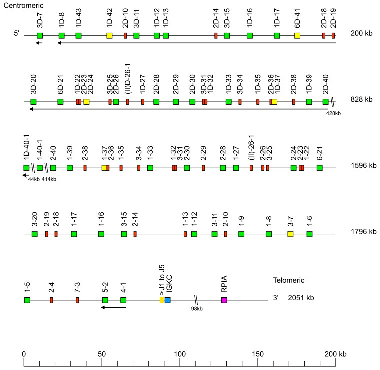 Locus representation human (<em>Homo sapiens</em>) IGK locus on chromosome 2  assembly H9_T2T.hap2